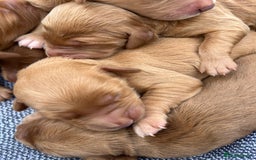 Mini Goldendoodle dogs for sale: Mini GoldenDoodle Puppies - Image 5