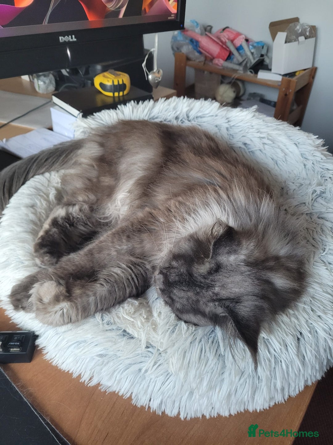 Maine Coon cats for sale: Amazing male Mainecoon  - Image 3
