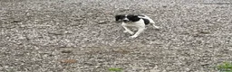 English Springer Spaniel dogs for sale: 1 year old English springer spaniel  - Advert 2