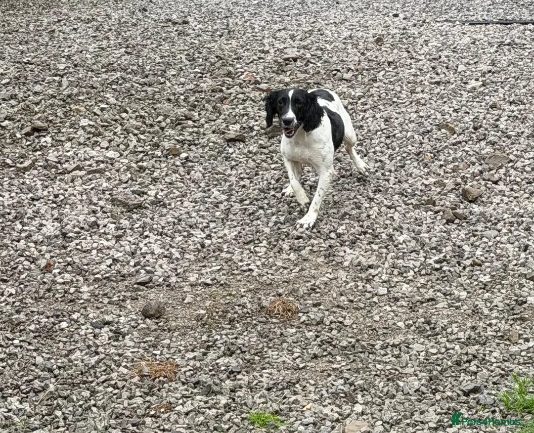 English Springer Spaniel dogs for sale: 1 year old English springer spaniel  - Advert 2