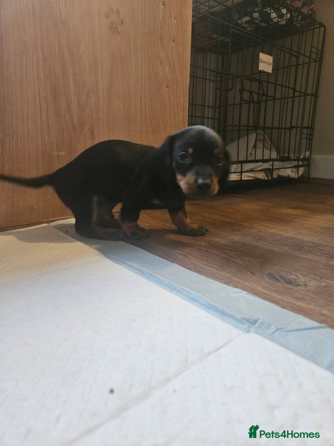 Miniature Dachshund dogs for sale: Miniature dachshund male puppies - Advert 30