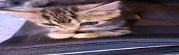 Mixed Breed cats for sale: Male & Female kittens available now - Advert 3