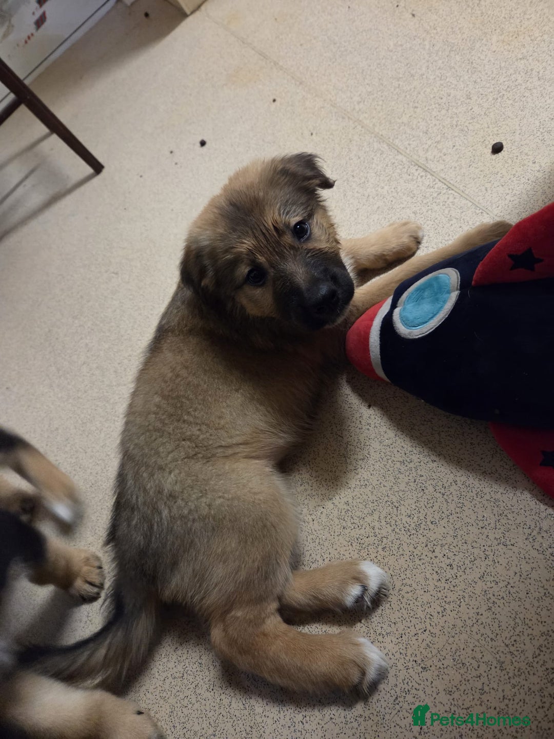 Mixed Breed dogs for sale: Female - Advert 2