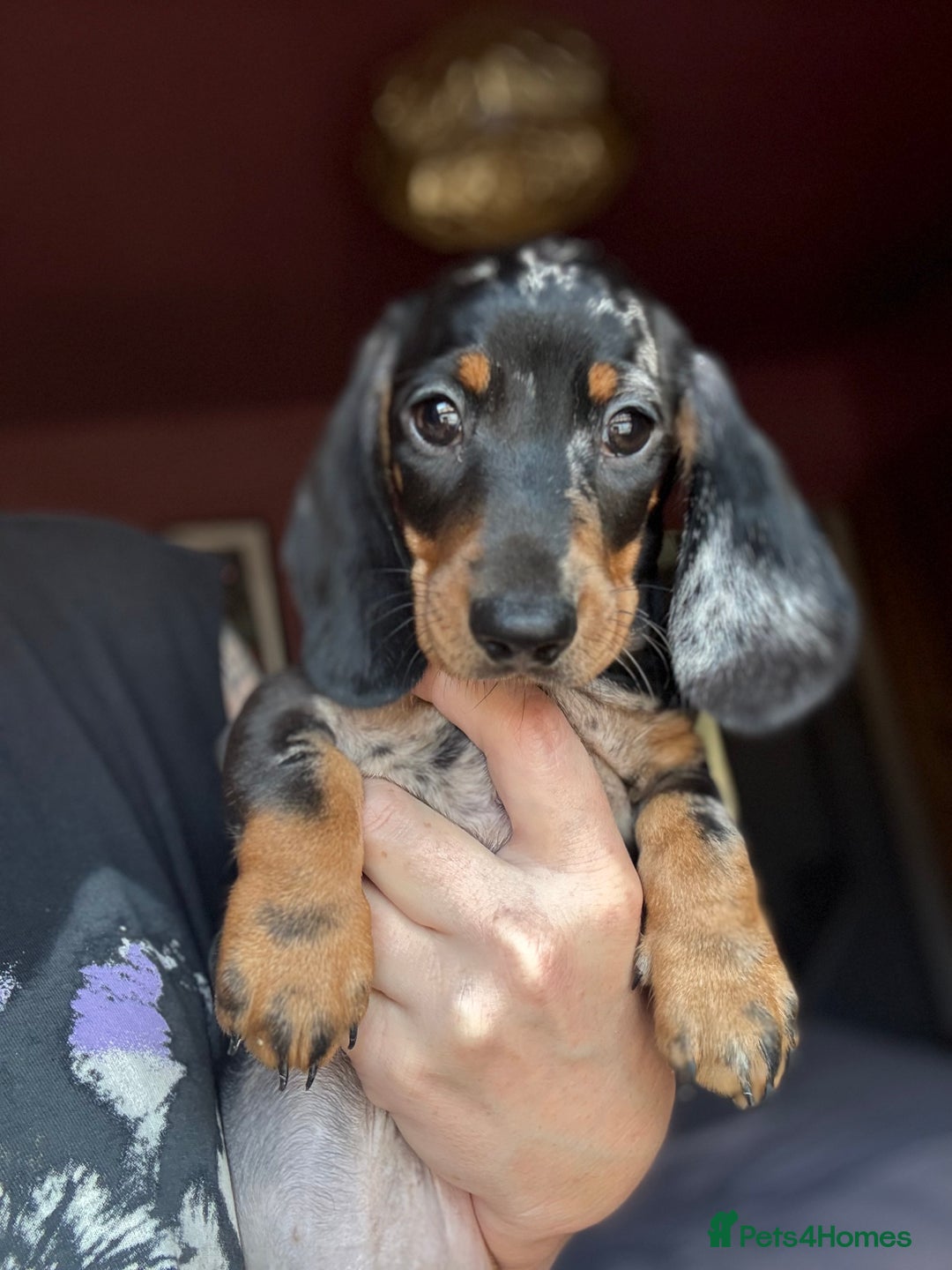 Dachshund dogs for sale: Kc reg first vac chipped licensed bundles of love  - Image 10