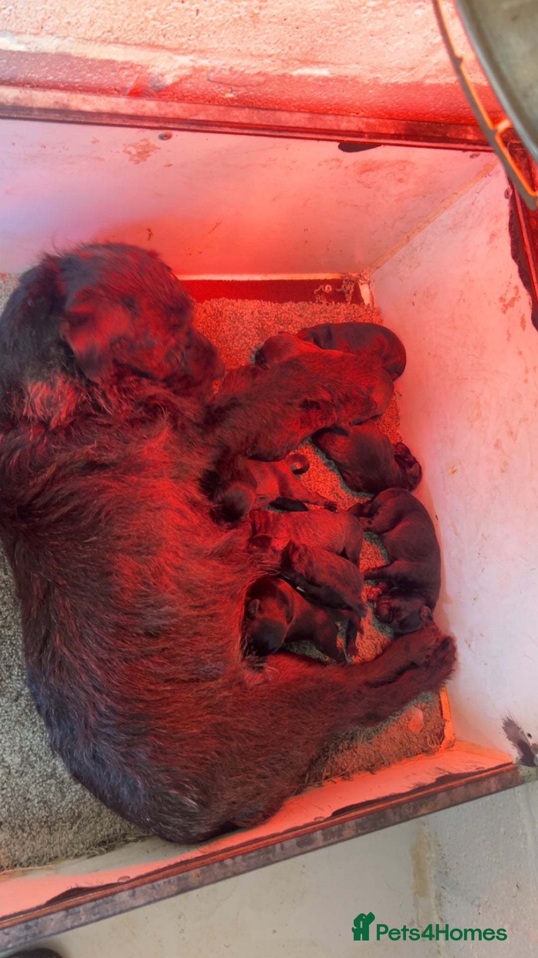 Patterdale Terrier dogs for sale: Patterdale Terriers - Advert 11