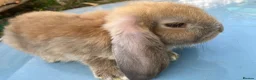 French Lop rabbits for sale: French Lop Bunnies in London - Advert 10