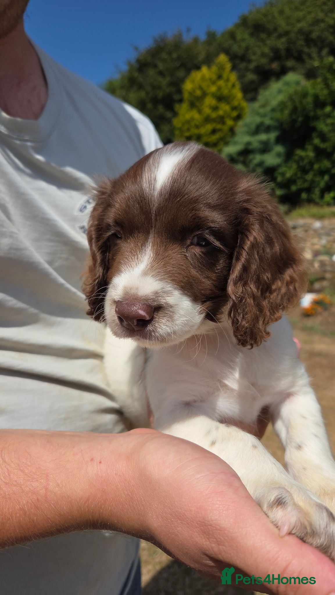 English Springer Spaniel dogs Springer Spaniel Puppies For Salee - Advert 2
