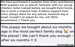 Cavapoo dogs for sale: ⭐️ Top Quality Cavapoos Due ⭐️ - Image 9