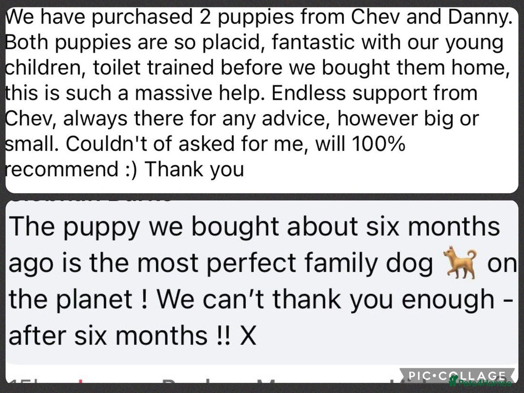 Cavapoo dogs for sale: ⭐️ Top Quality Cavapoos Due ⭐️ - Image 9
