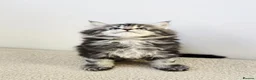 Maine Coon cats for sale: Maine coon kittens - Advert 22