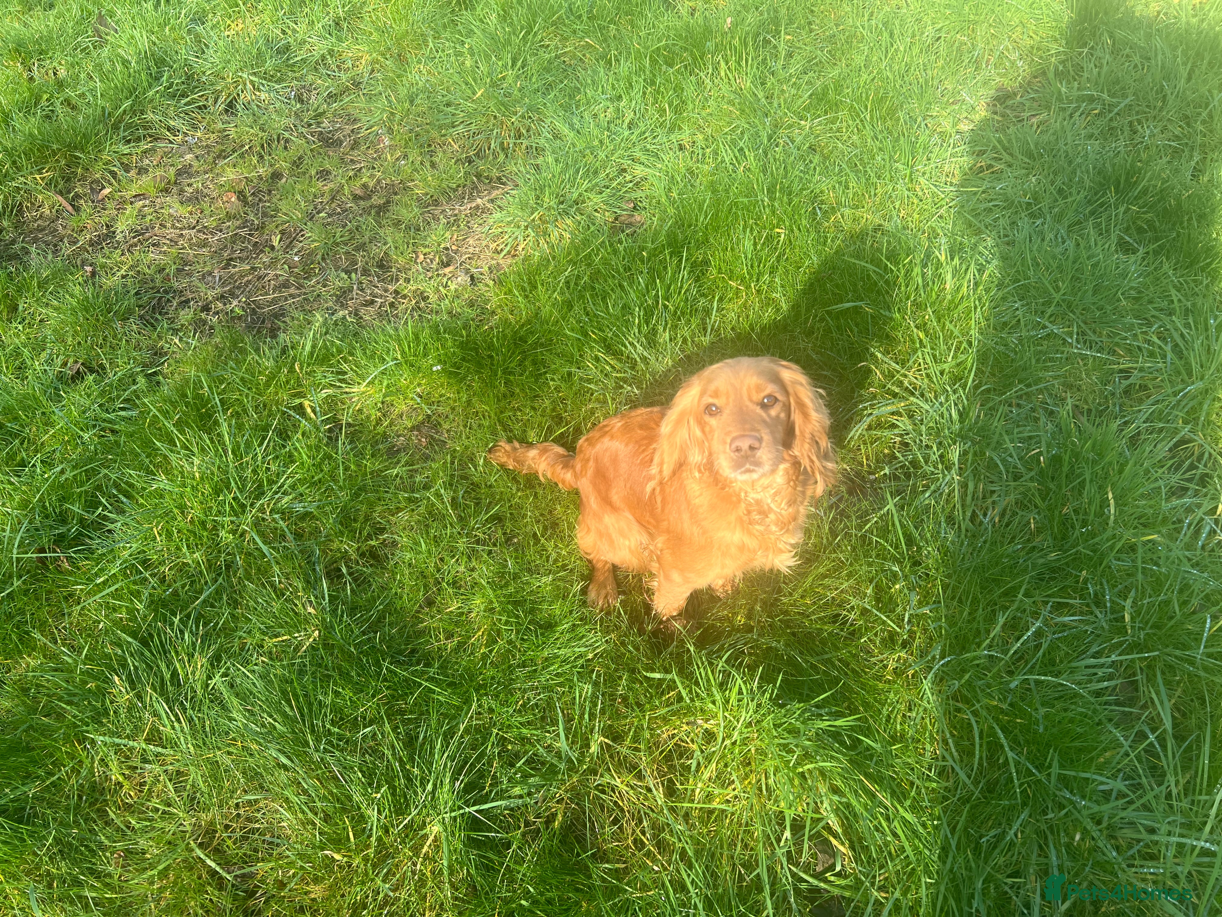 Cockapoo dogs Cockapoo puppies in Brierley Hill - Advert 1