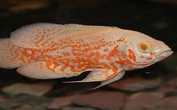 Cichlids fish for sale: South American cichlids all must go! - Image 13