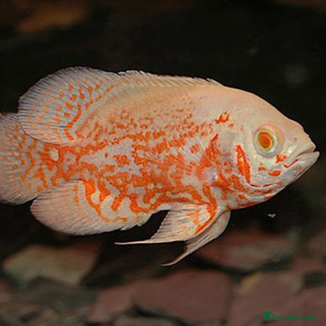 Cichlids fish for sale: South American cichlids all must go! - Image 13