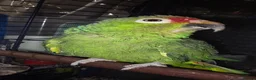 Parrots birds for sale: Amazon talking red head parrot  - Advert 3