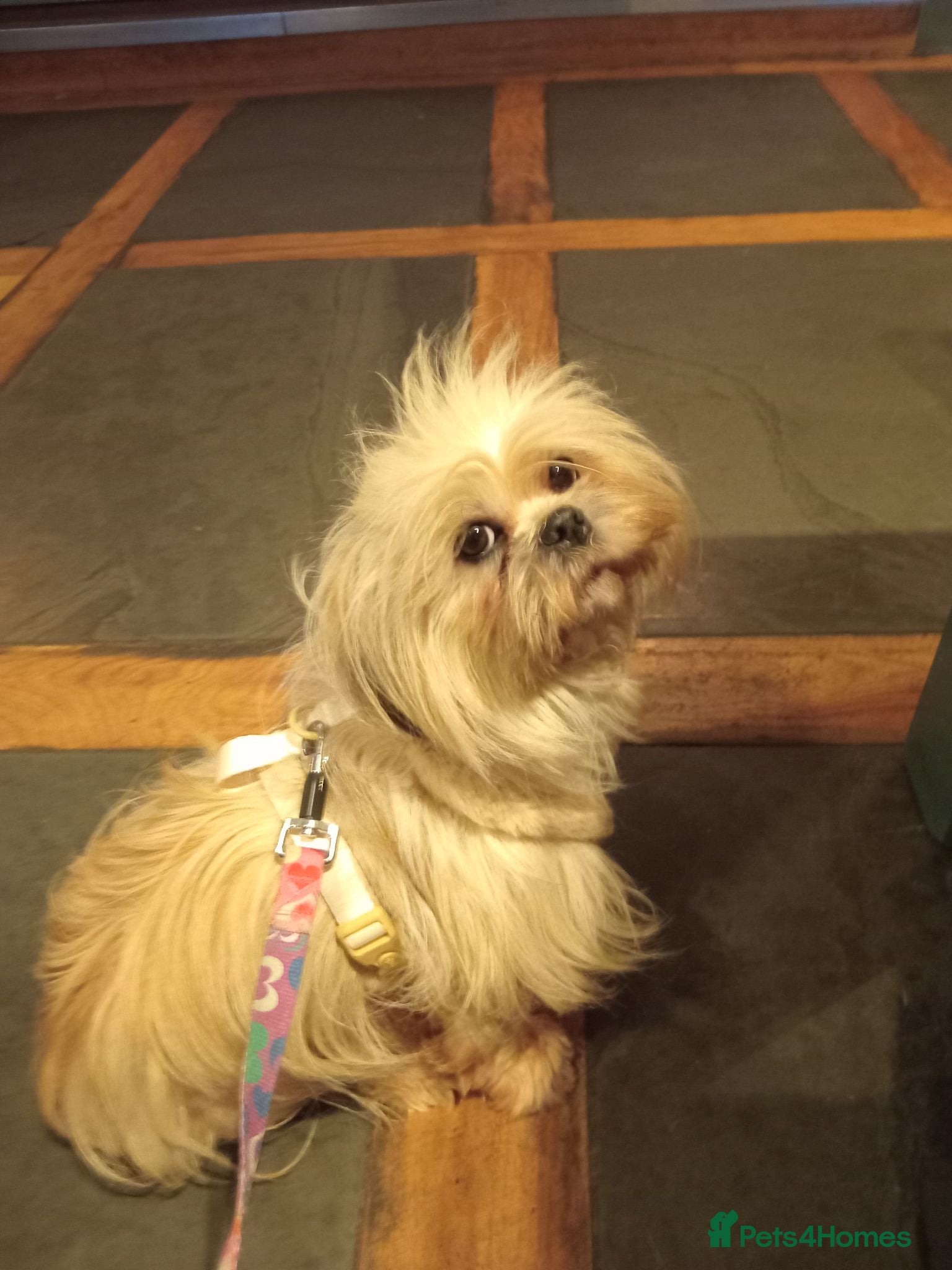 Maltese dogs beautiful Maltes/Lhasa Apso  - Advert 1
