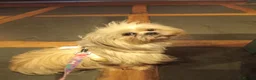 Maltese dogs for sale: beautiful Maltes/Lhasa Apso  - Advert 1