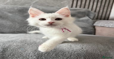 Maine Coon cats - Advert 2