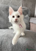 Maine Coon cats - Advert 2