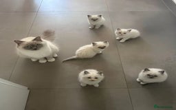 Ragdoll cats for sale: homes raised beautiful Rag dolls kitties - Advert 9