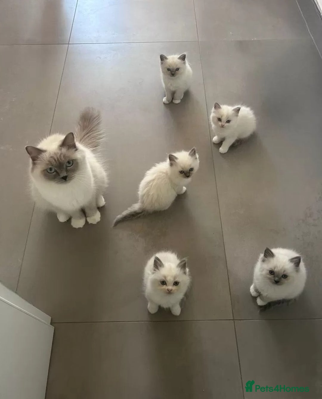 Ragdoll cats for sale: homes raised beautiful Rag dolls kitties - Advert 9