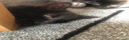 Mixed Breed cats for sale: Kittens  - Advert 3
