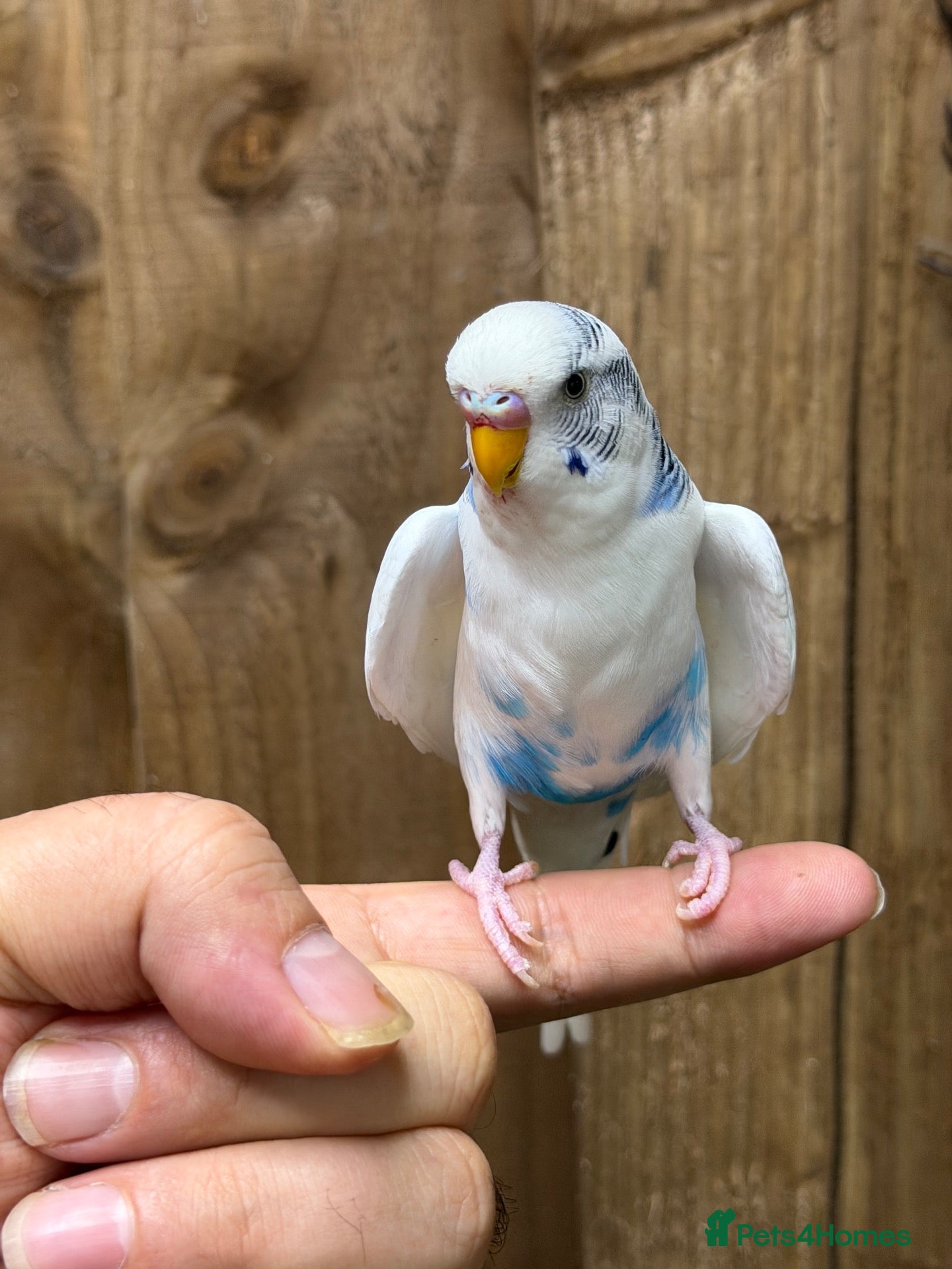 Budgerigars birds Baby budgies  - Advert 2