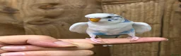 Budgerigars birds for sale: Baby budgies  - Advert 2