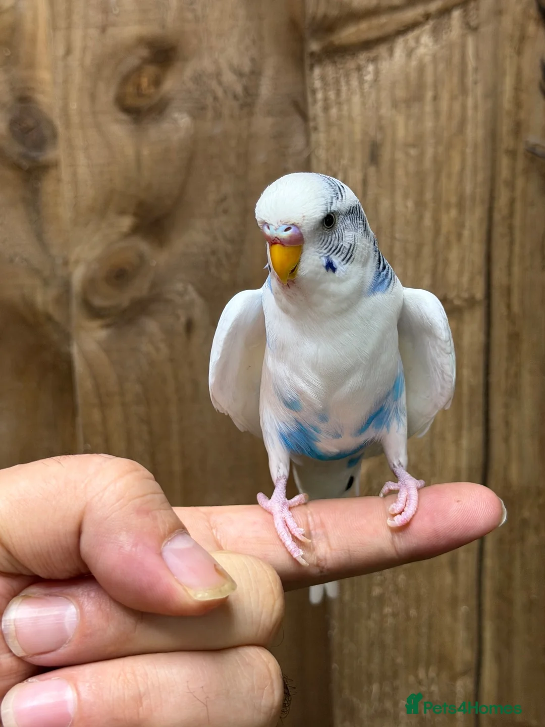 Budgerigars birds for sale: Baby budgies  - Advert 2