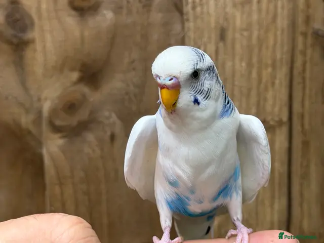 Budgerigars birds for sale: Baby budgies - Advert 2