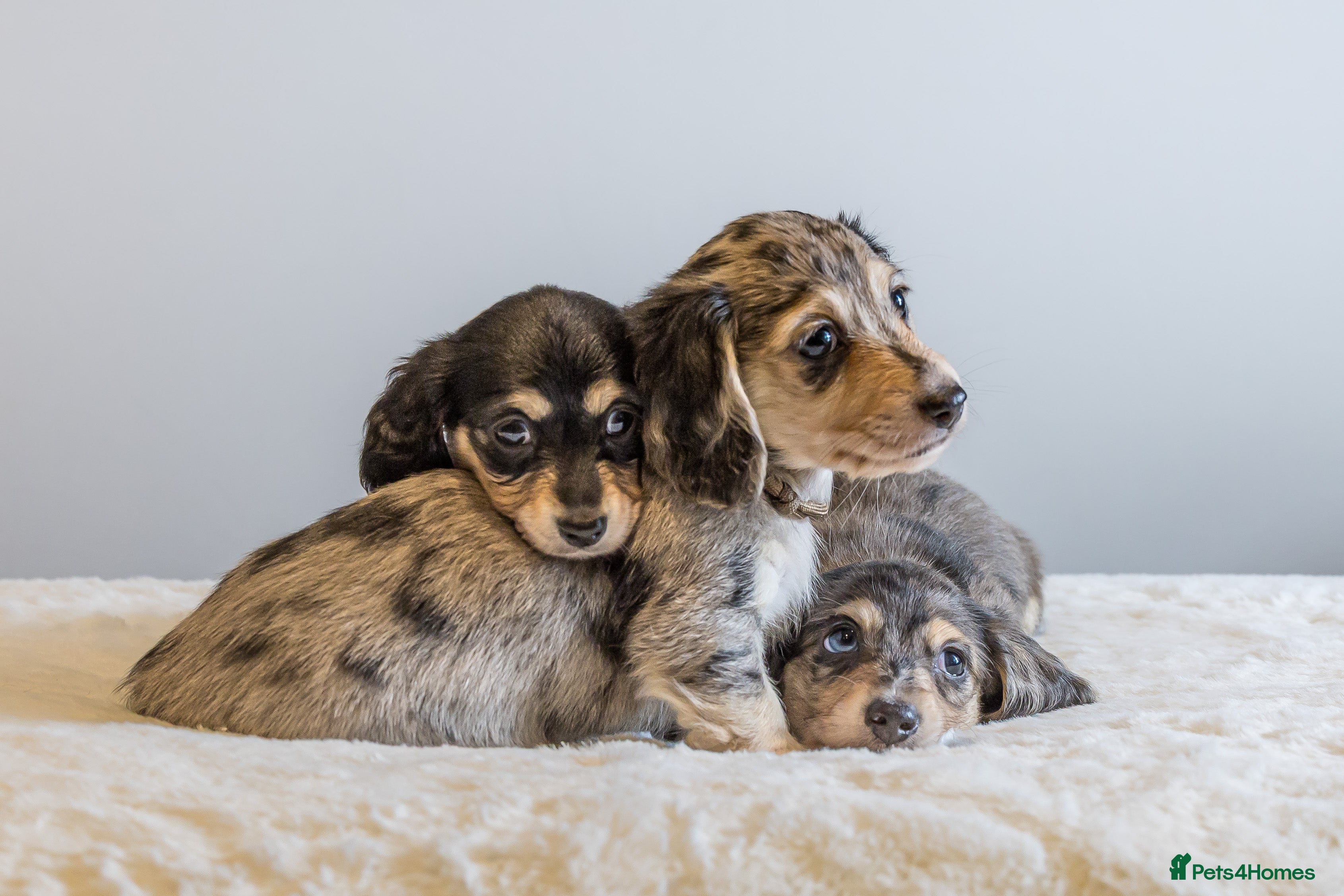 Miniature Dachshund dogs Exceptional PRA clear Champion miniature L/H dachs - Advert 5