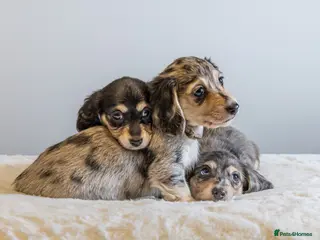 Miniature Dachshund dogs Exceptional PRA clear Champion miniature L/H dachs - Advert 5