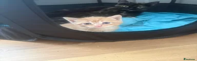 Bengal 4