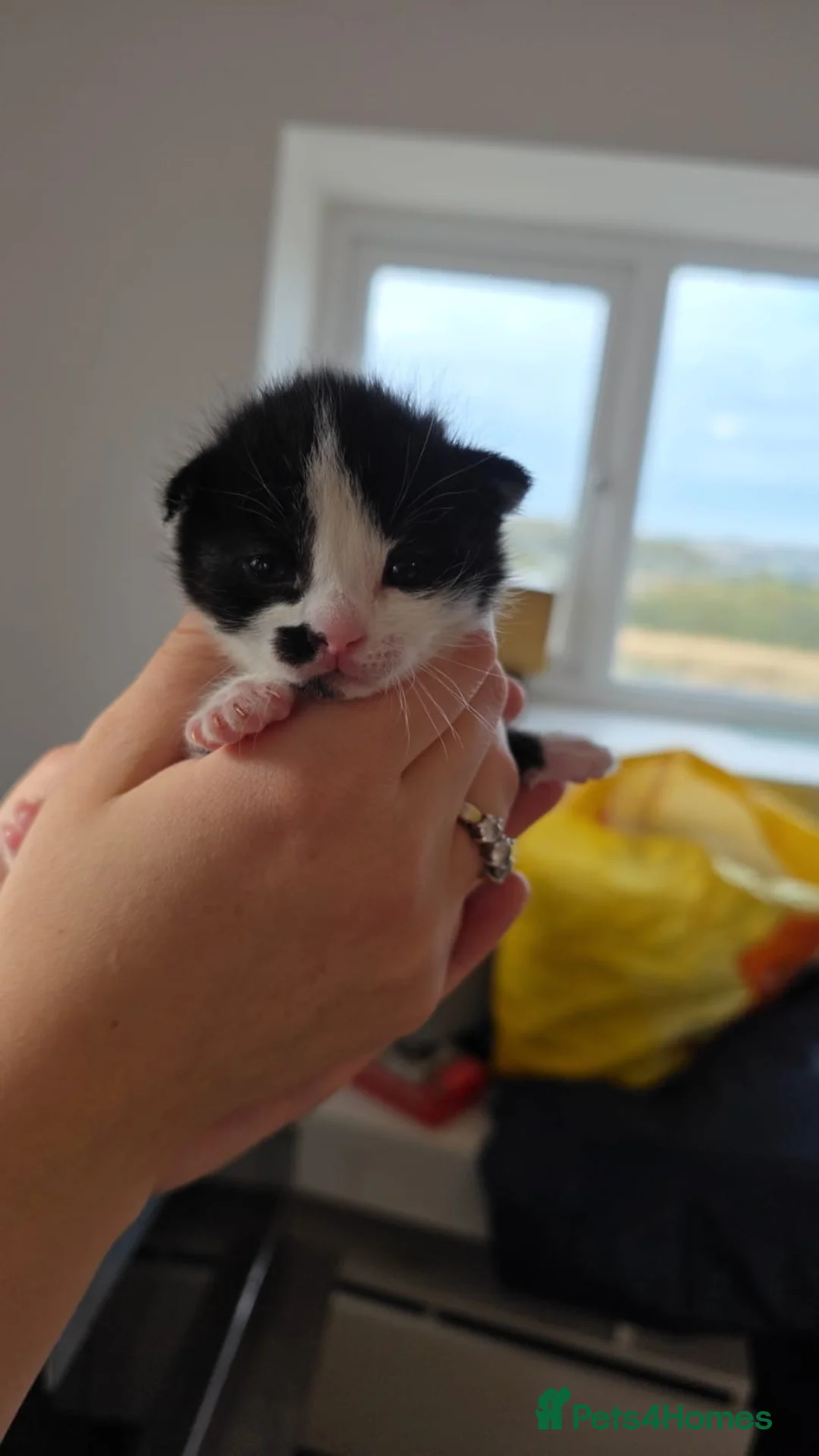 Mixed Breed cats for sale: Beautiful kittens for sale - Advert 16