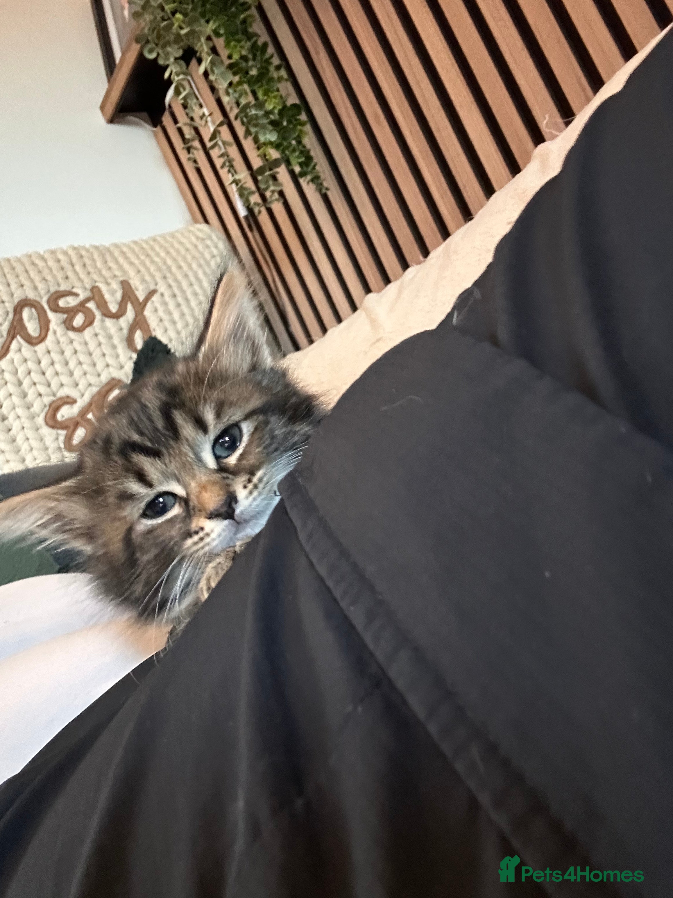 Mixed Breed cats One beautiful kitten left looking for a  family.  - Advert 15