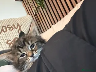 Mixed Breed cats One beautiful kitten left looking for a family. - Advert 15