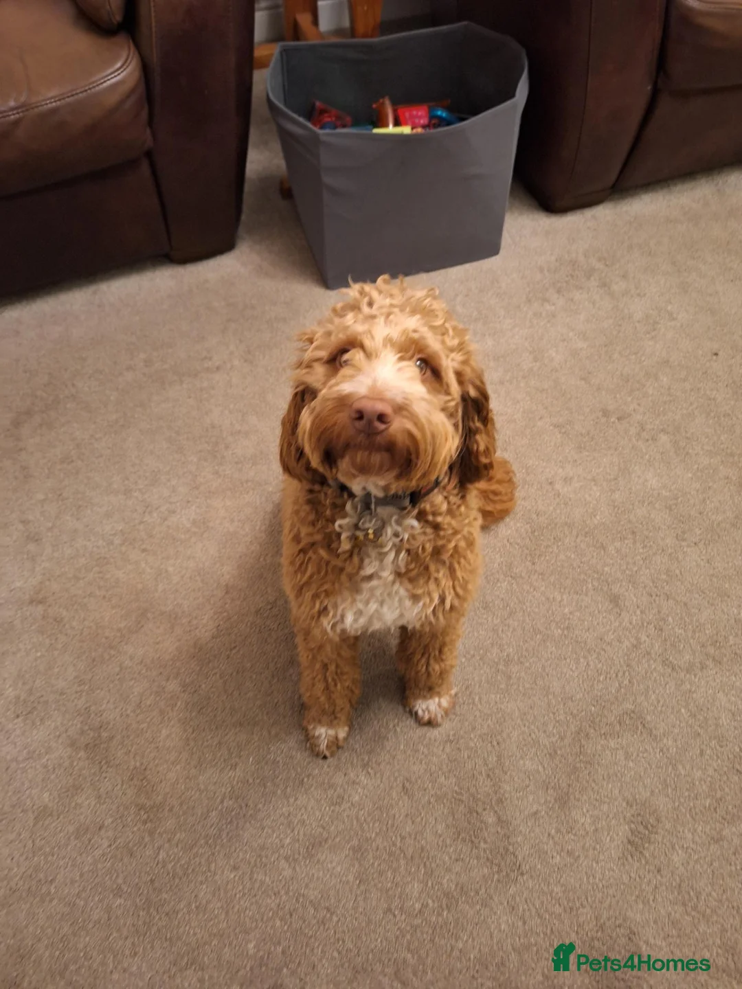 Cockapoo dogs for sale: Sully – loving Cockapoo looking for the right home in Nottingham - Advert 5