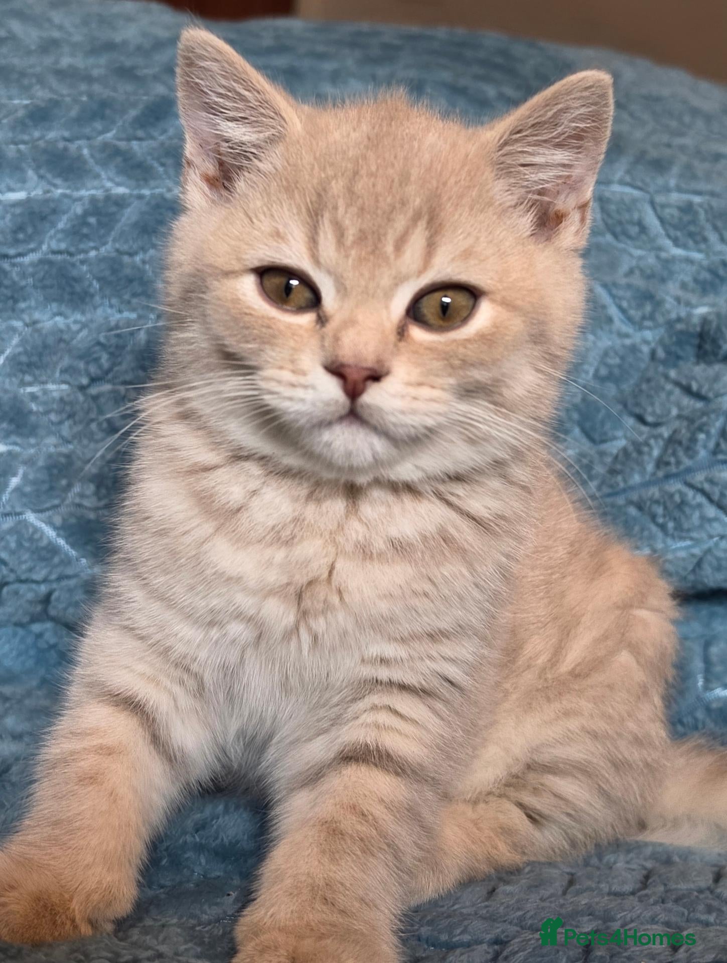 British Longhair cats TICA Registered British longhair kittens - Advert 18