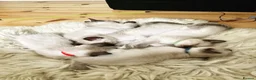 Siamese cats for sale: vocal siamese - Advert 6