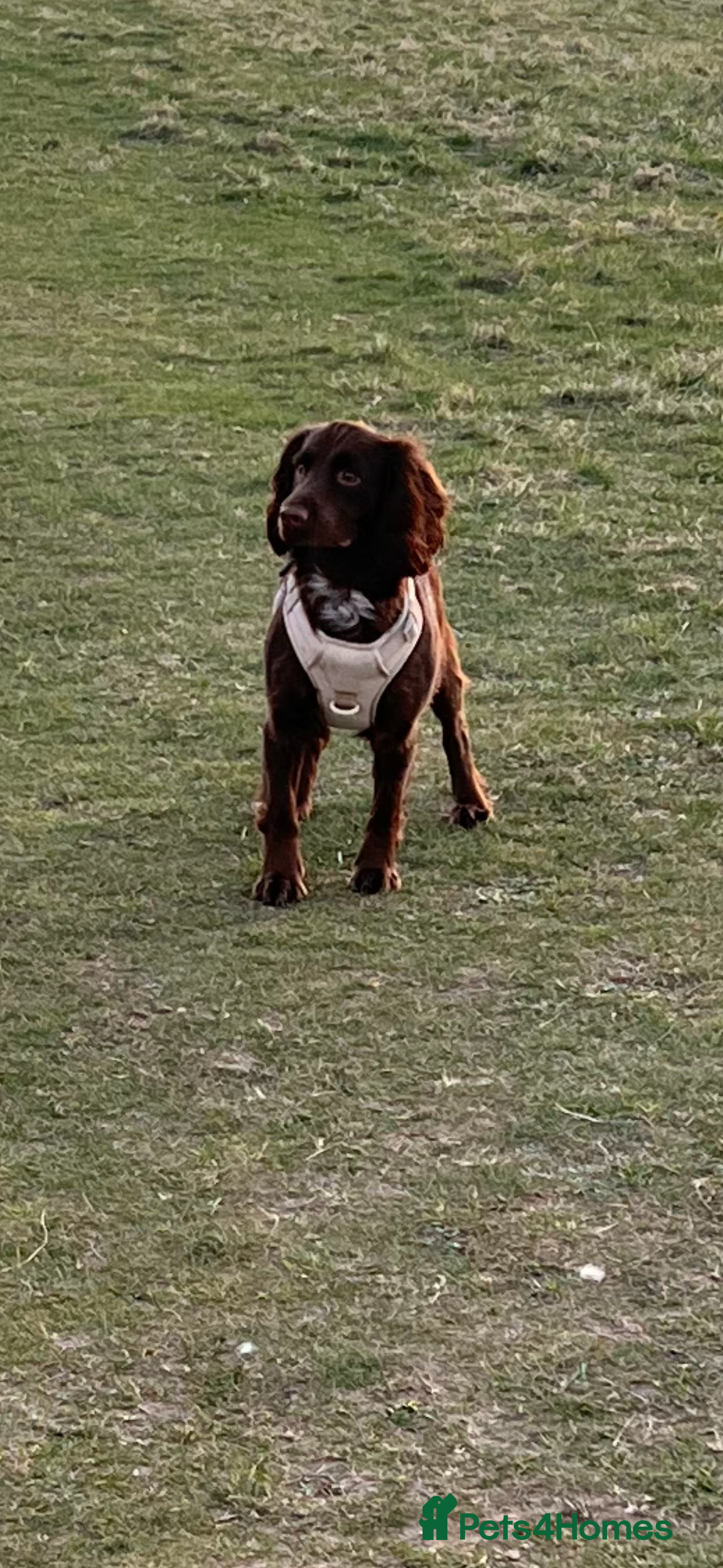 Cockapoo dogs Cockapoos - Advert 7