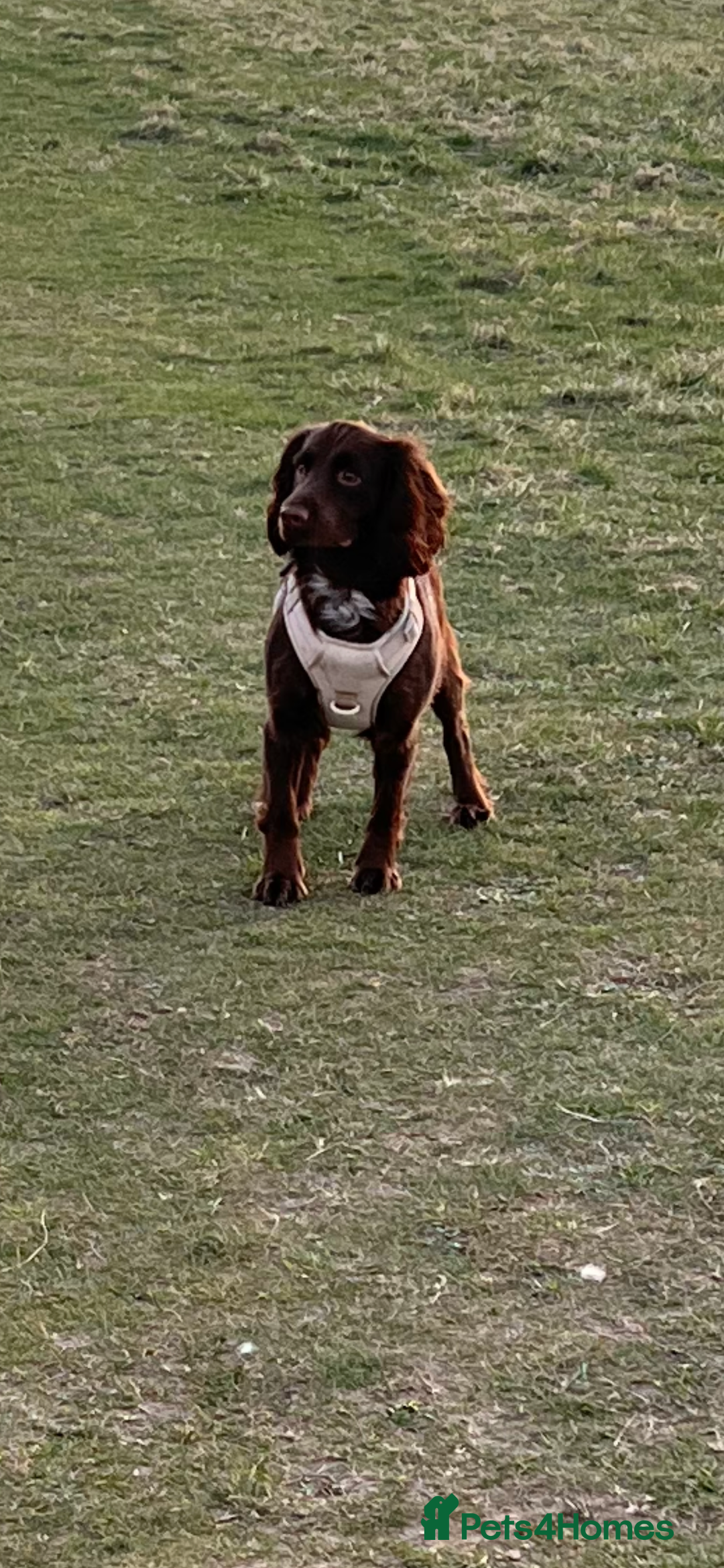 Cockapoo dogs for sale: Cockapoos - Advert 1