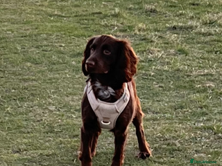 Cockapoo dogs Cockapoos - Advert 1