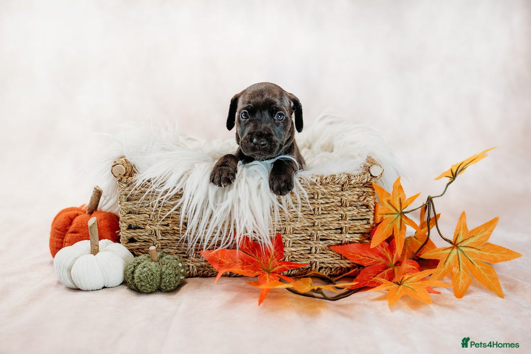 Mixed Breed dogs for sale: Final 2  puppies sharpei x show cocker   - Image 6