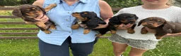 Cocker Spaniel dogs for sale: Working Cocker Spaniel Puppies - Advert 3