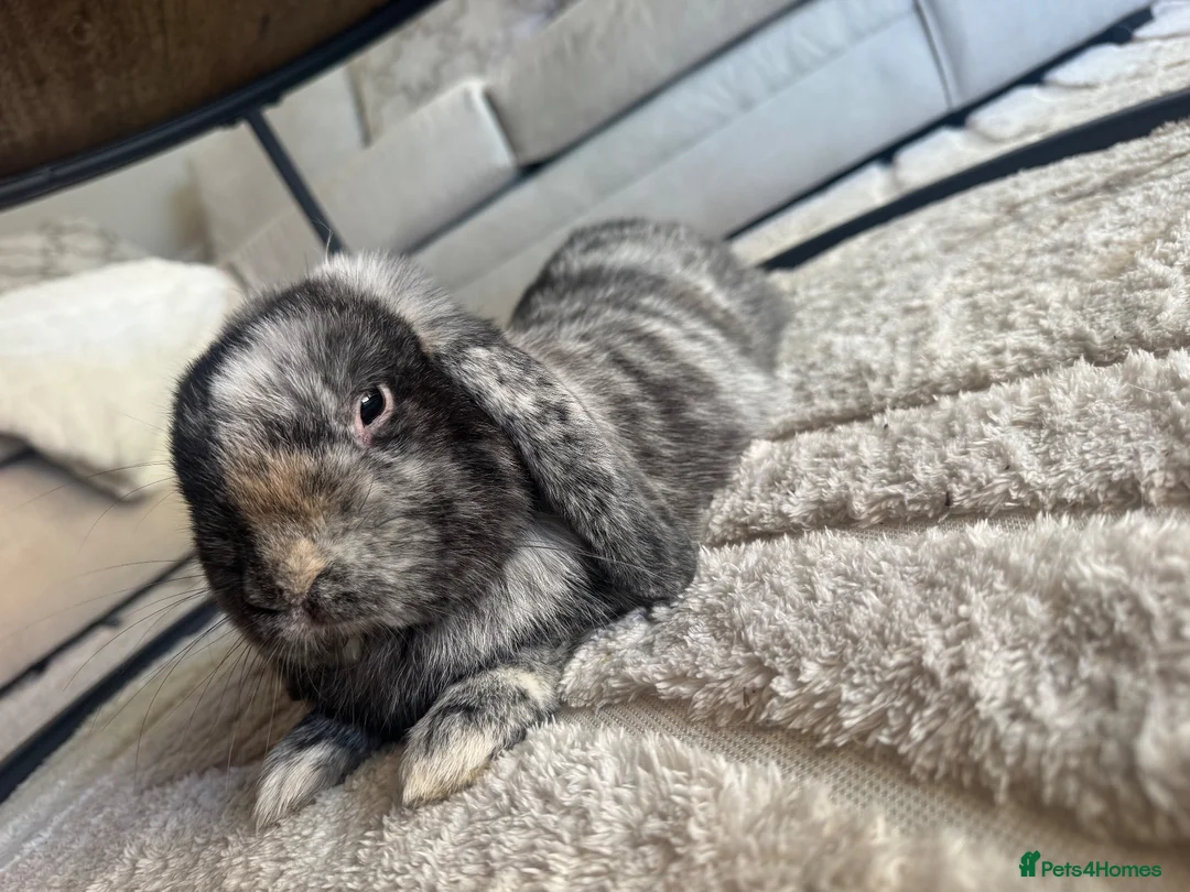 Mini Lop rabbits for sale: Beautiful Pablo the Holland lop  - Advert 1