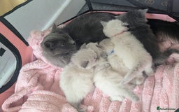 Ragdoll cats for sale: 5 beautiful kittens Ragdoll X Turkish  - Image 1