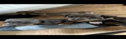 Dachshund dogs for sale: Dachshund Puppies - Advert 20