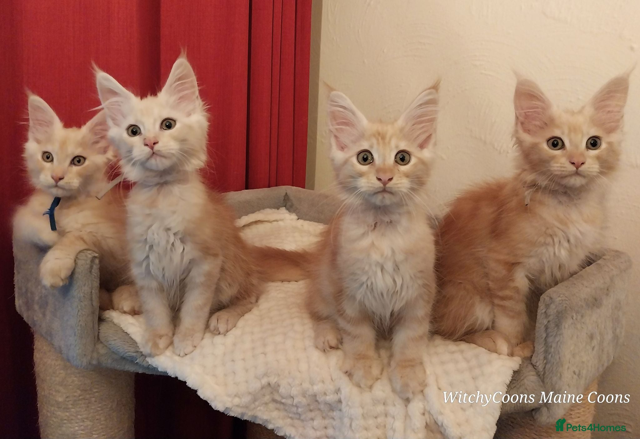 Maine Coon cats TICA Reg Maine Coon Kittens. Red. Tortie. White - Advert 10