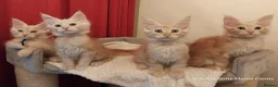 Maine Coon cats for sale: TICA Reg Maine Coon Kittens. Red. Tortie. White - Advert 7