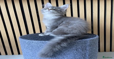 Maine Coon cats - Advert 12
