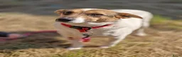 Mixed Breed dogs for adoption: ❤️🐶 SANYA – LOVING, CLEVER, JOYFUL SMALL GIRL in Redditch - Advert 3